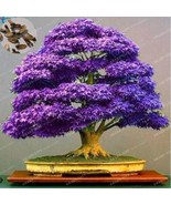 Japanese Purple Maple Seeds New Fresh US Shipping - $16.95 CAD