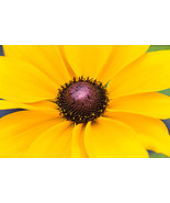 30 Seeds Rudbeckia ToTo Gold Perennial Flower  - £13.30 GBP