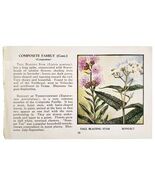 Blazing Star &amp; Boneset Flowers 1932 Color Plate Print Irving Lawson PGBG21A - €21,41 EUR