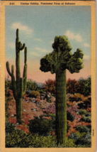 Linen~Cactus Oddity~Fasciated Form Of Sahuaro~Desert~Flowers In Bkgd~Vintage PC - £4.32 GBP