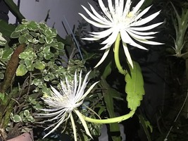 bundle of  8 cuts  Epiphyllum White Flower Orchid Cactus Succulents - $419.43 MXN