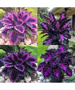 +25 SEEDS Beautiful Plant &#39;Purple Tip Calathea&#39; Couture Flower Indoor or... - $10.61 CAD