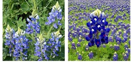 150 Seeds! Lupine Texas Bluebonnet Wildflower Sun/Partial Shade Seeds - £21.57 GBP