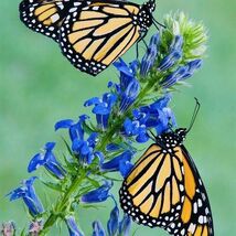 Blue Cardinal Flower Seeds - $4.47