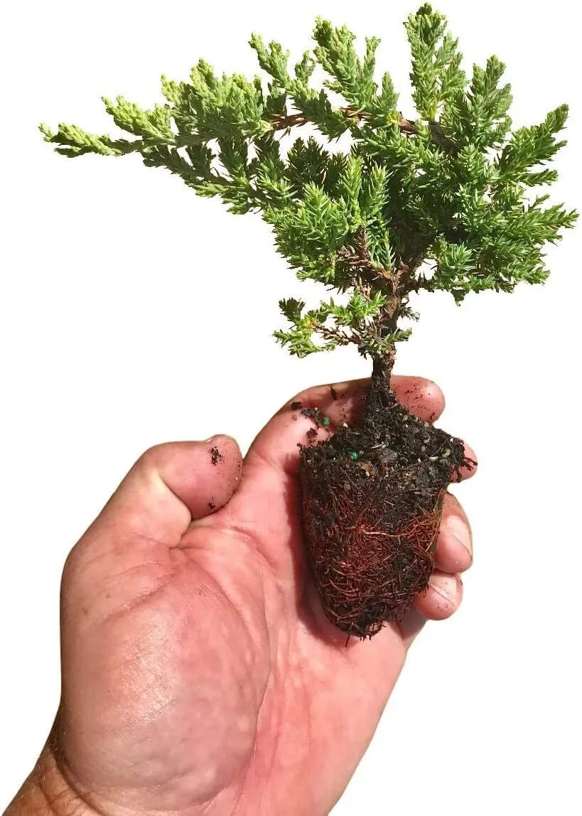 Dwarf Japanese Garden Juniper Live Plants Juniperus Procumbens Nana - £35.85 GBP