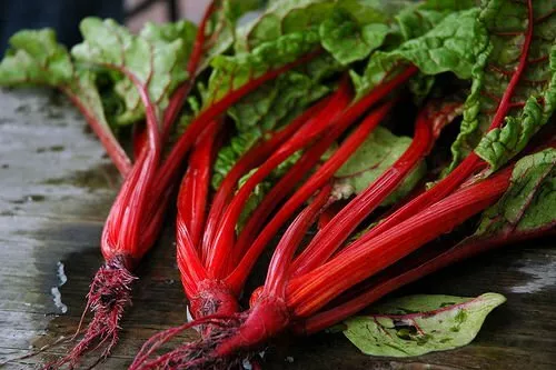 Swiss Chard Ruby Red Heirloom Vegetable 5,000 Seeds Garden Fresh USA Shipping - $28.89