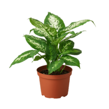 Dieffenbachia &#39;Tropic Snow&#39;-6&quot; Pot / Nursery Pot - $998.08 MXN