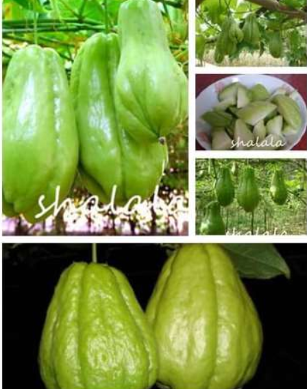 Chayote Seed Vegetable Seed High Nutrition Pumpkin Perennial Vegetables Garden F