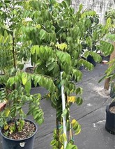 Star Fruit Tree Grafted. Hard To Find. Fast Growing. 5-7 FT Ships With Pot - £103.67 GBP