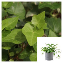 SEPTH Hedera Helix Greenheart 4 Inches Plant European Ivy Plant English ivy Live - £6.94 GBP