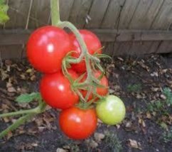 “ 200 PCS &#39;&#39;Star Ruby&#39; Small Round Red Truss Cherry Tomato Seeds Original Pack G - £44.02 GBP