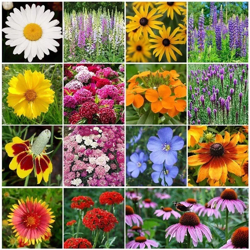 500+ Wildflower Mix Seeds ALL PERENNIAL Attracts Bees,Butterflies,Hummin... - €3,89 EUR