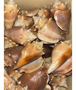 22 Florida Fighting Conch Seashells Hand Picked Washed &amp; Polished Sanibe... - $684.24 MXN