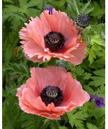 200+ Oriental Princess Victoria Louise Poppy Seeds for Garden Planting - $4.88