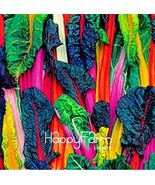 New Fresh Five Colors Swiss Chard Silverbeet Seeds Fast Growing - $222.15 MXN
