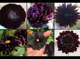 Black Seed Package..Magnificent Gift..Includes Live Plant &amp; Seeds - £57.13 GBP