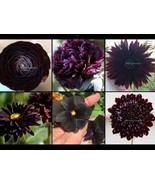 BLACK SEED PACKAGE..MAGNIFICENT GIFT..INCLUDES LIVE PLANT & SEEDS - $73.08