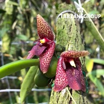 BULBOPHYLLUM DISCIFLORUM / TRIAS DISCIFLORA SMALL ORCHID POTTED - $33.00
