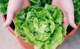 Tom Thumb Bibb Lettuce Seeds Butterhead Lettuce Lettuce Seeds500Ct - $8.99