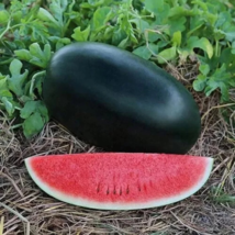 Black Skin Long Red Watermelon - 30 Seeds - £7.22 GBP