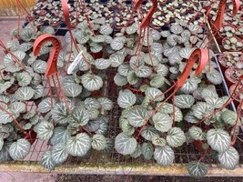 6 inch Harmony Foliage Strawberry Begonia in Hanging Baskets 6-Pack Bulk Wholesa - £171.27 GBP