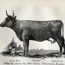 Prima Kerry Bull Cow Massachusetts 1863 Victorian Agriculture Animals Art DWZ4A - £40.28 GBP