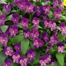 Viola- Admiration - 50 Seeds Tera Store - £4.78 GBP