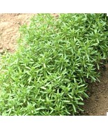 500 SUMMER SAVORY Herb Flower Seeds - $168.96 MXN