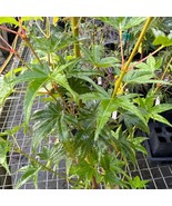 Acer Palmatum Hino Tori Nishiki Japanese Maple Live Plant 18 Inch Tall 1... - $13,786.81 MXN