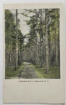 Lakewood NJ Cathedral Drive Beautiful Wooded Scene Path View c1906 Postcard S17 - £5.50 GBP