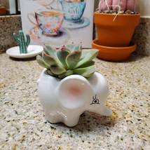Ceramic Animal Planter with Succulent, Elephant Planter, Echeveria Succulent Pot image 4