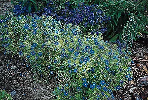 Anagallis Blue Light 1,000 seeds - $23.52