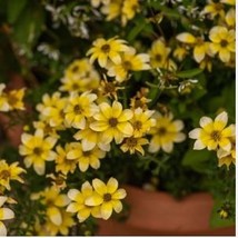 Bidens Ferulifolia Golden Eye Flower Home Home 50 Seeds - $13.48