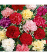 THJAR Chaubaud Mix French Carnation Flower Seeds - $4.97