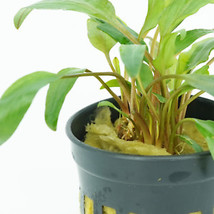 SEPTH Buy2Get1Free Cryptocoryne Petchii Potted Live Aquarium Plants Decoration N - £14.64 GBP