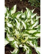 Fire and Ice Hosta Hostas - $9.99