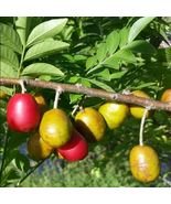 1 Pc Spanish Plum - Jocote - Spondias purpurea tropical live fruit tree ... - £109.84 GBP