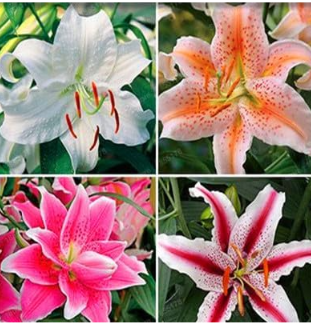 24 Colors Lily Seed Perfume Lilies For And Mixing Different Varieties Co... - $16.99