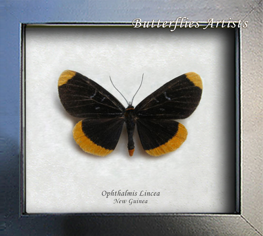 Real Forester Moth Ophthalmis Lincea Framed Entomology Museum Quality Sh... - $42.99