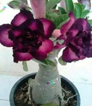True Desert Rose 2pcs Seeds Plants Exotic Adenium Obesum Bonsai Potted Flowers - £14.42 GBP