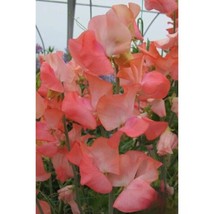 50+ Candyfloss Sweet Pea Seeds | Fragrant Colorful Climbing Flowers - $16.50