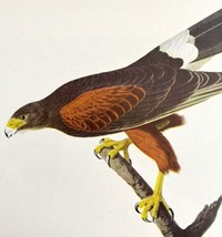 Harris&#39;s Hawk Bird Print 1946 Color Art John James Audubon Nature DWV2E - $39.99