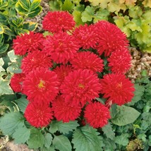 Aster Seeds Aster Callistephus Dwarf Milady Scarlet Flower Seeds 2000 Seeds Fres - $18.99