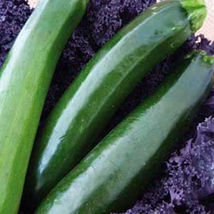 Ship From Us 8 G ~70 Seeds - Black Beauty Zucchini Squash Seeds - NON-GMO, TM11 - £13.09 GBP