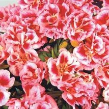 THJAR Godetia Rembrandt- ( Grandiflora Azaelaflora )- 100 seeds - $4.99