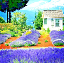 Best 1200 English Lavender Seeds Spring Perennial Herb Mosquito Insect Repellent - £6.48 GBP