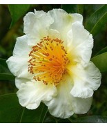 KKG Gordonia Tiantangensis 5 Seeds Planting Seeds - $30.08