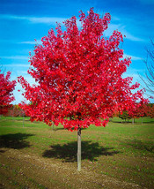 Red Maple tree seedling - £40.26 GBP