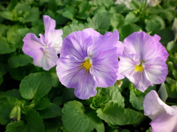 50 Pansy Seeds Delta Lavender Blue Shades - $13.00