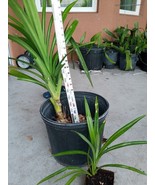 FMG 40 Seeds Jumbo Bailey Virginia Seeds Grow Peanuts In Your Garden Pla... - $319.92 MXN